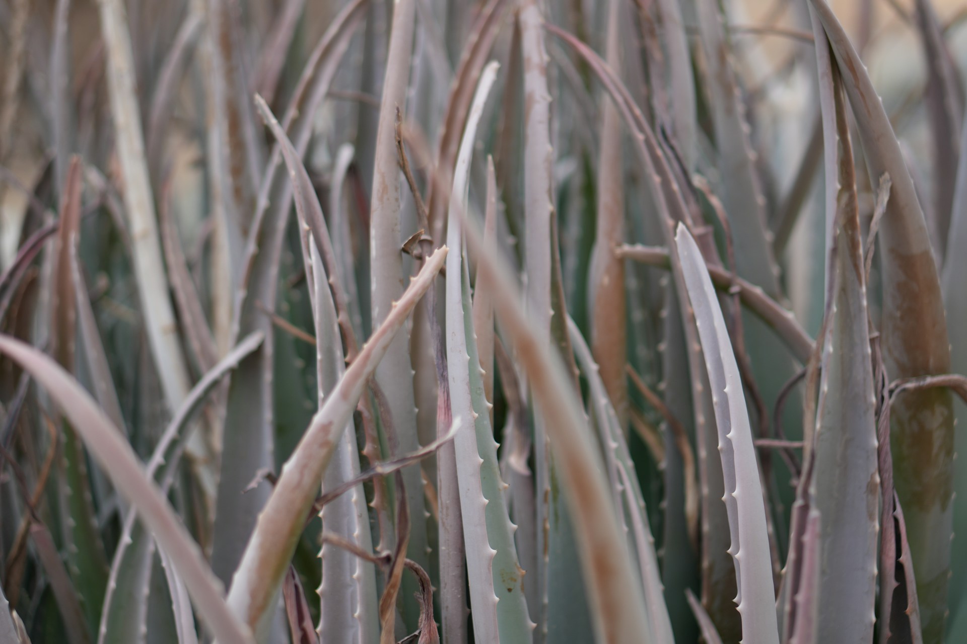 Workers tending aloe vera rows at New Lanka organic plantation in Sri Lanka