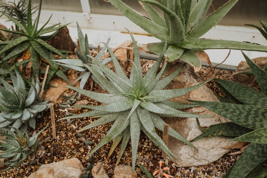 Grey Aloe Vera
