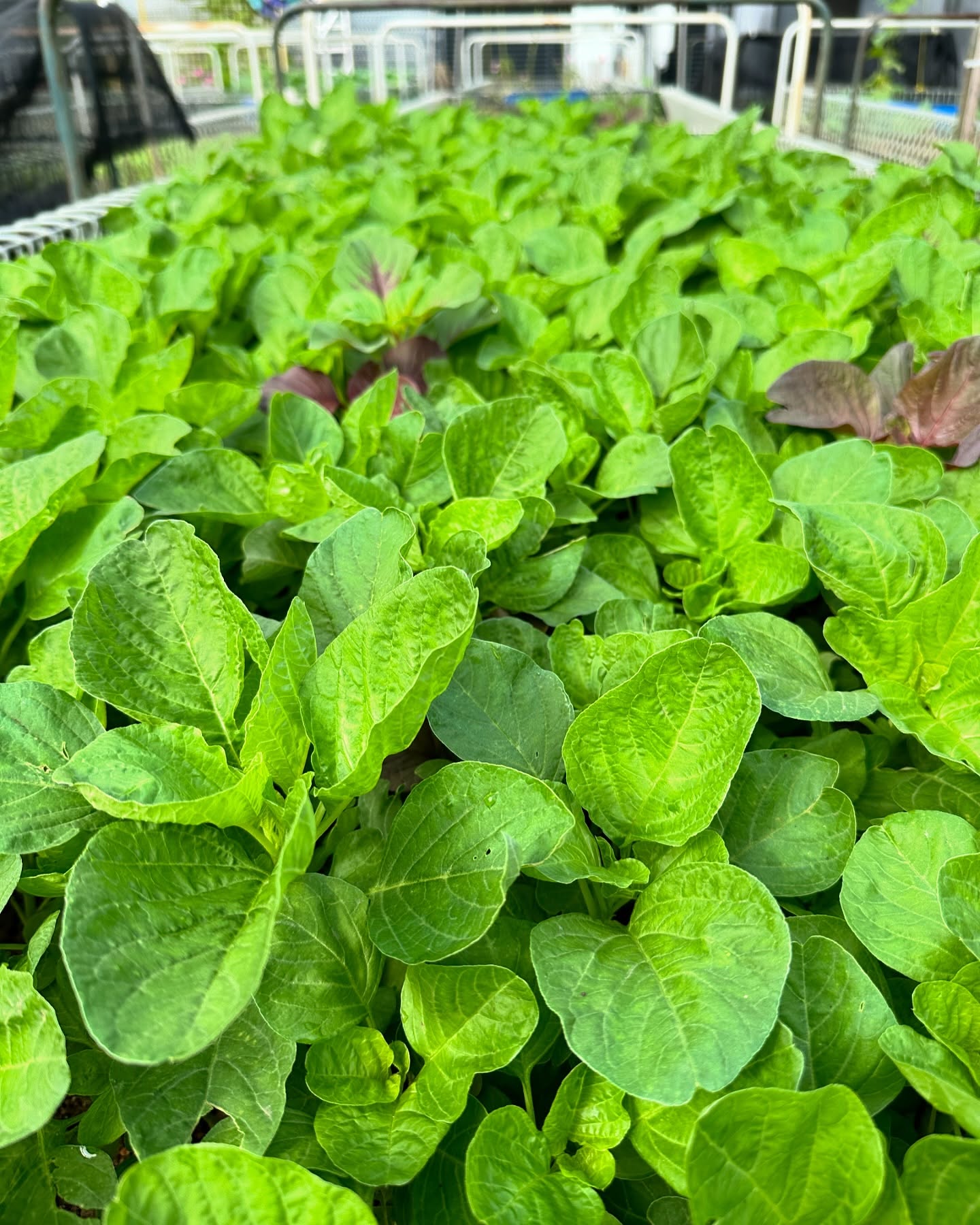 Amaranth greens (Mulai keerai)