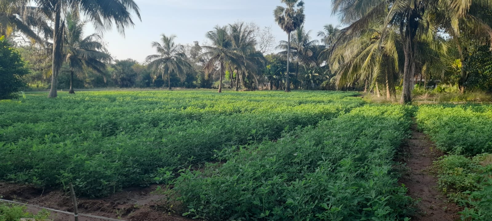 Ground Nut Cultivation at Omanthai - Photo 2